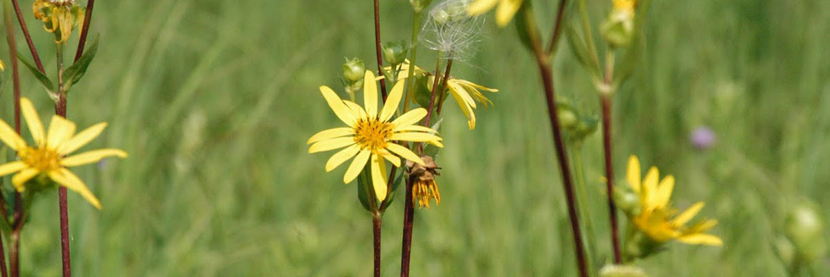 yellow flowers