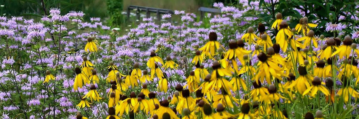 prairie flowers