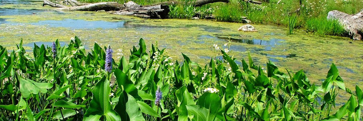 purple wetland