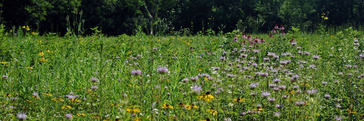 stillwater prairie