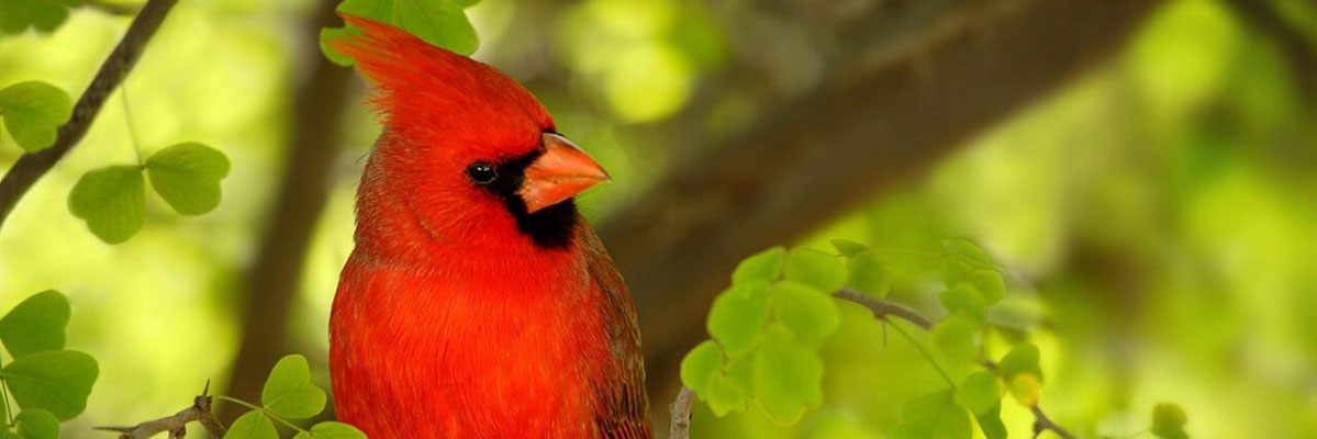 cardinal