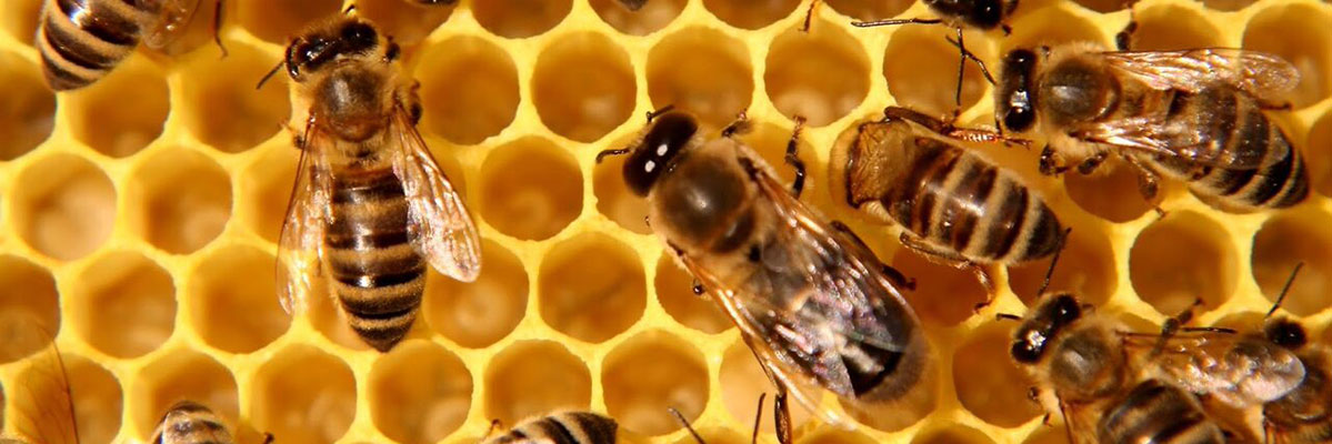 close up of bee hive