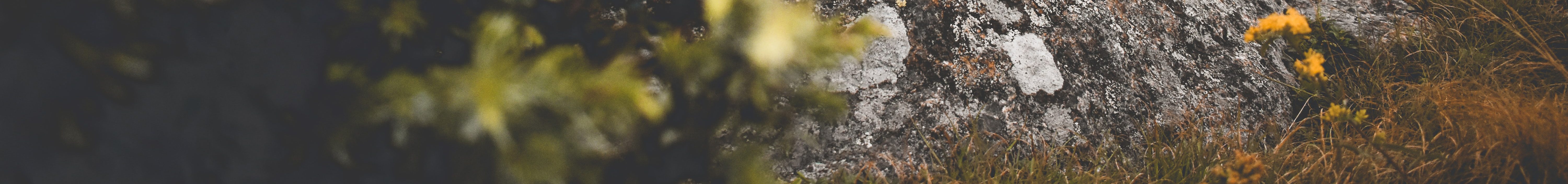 rock and fauna with white little yellow flowers