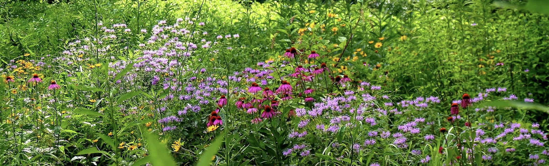 Wildflowers in a field - beautiful coneflowers and other summer wildflowers