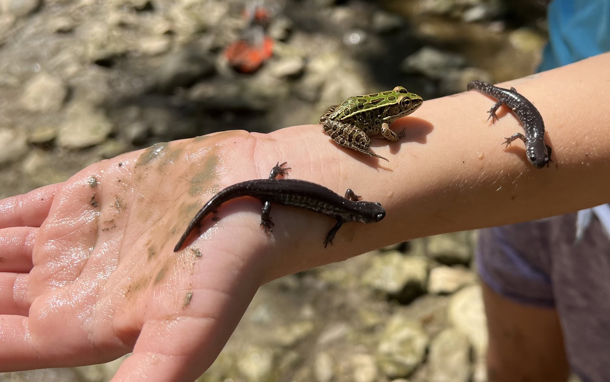 two salamanders and a frog on a Child's arm