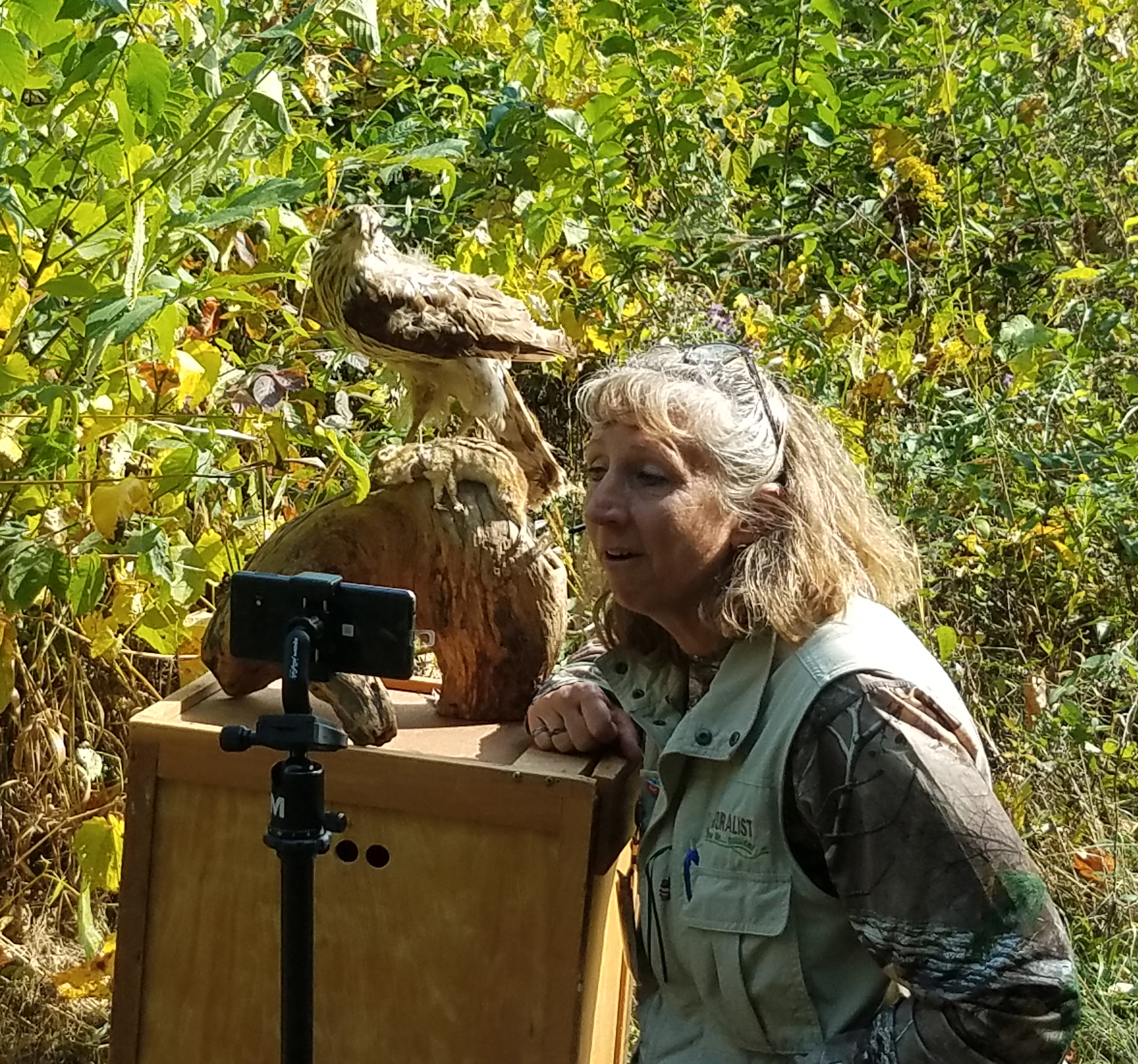 Naturalist showing a hawk on camera