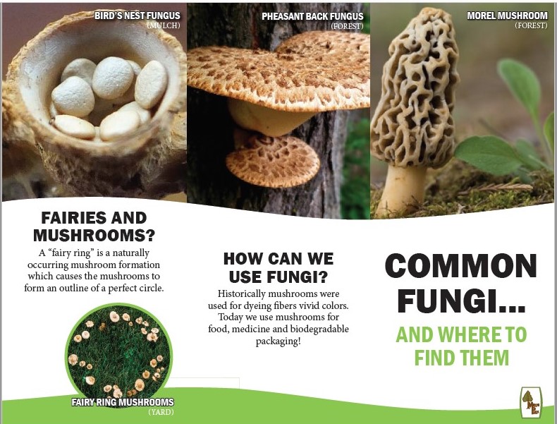 Fungus Field Guide