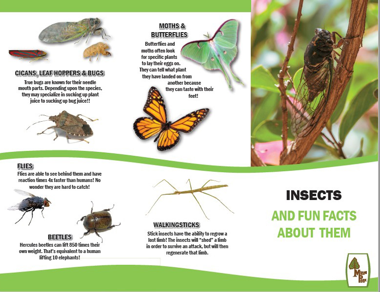 Insect Field Guide