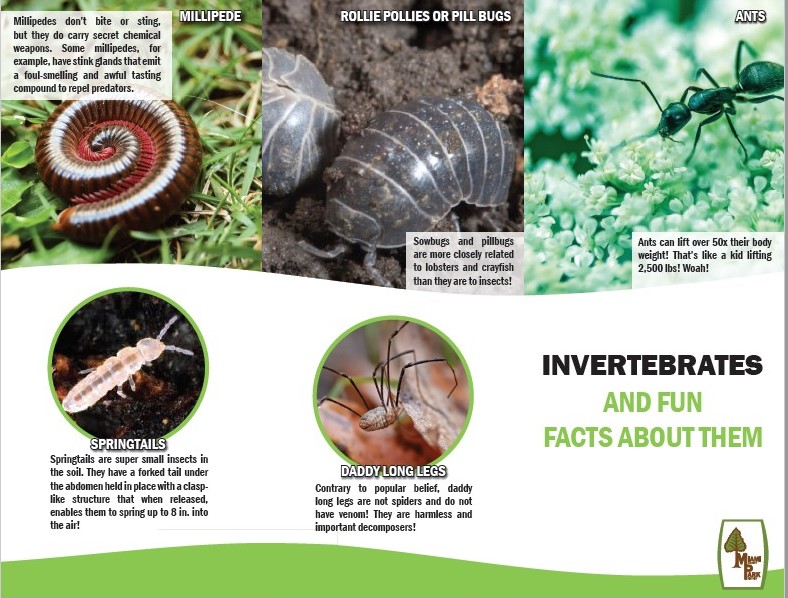 Invertebrate Field Guide