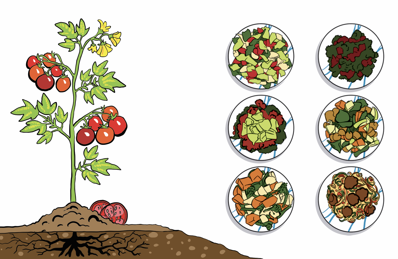 Diagram of a tomato plan