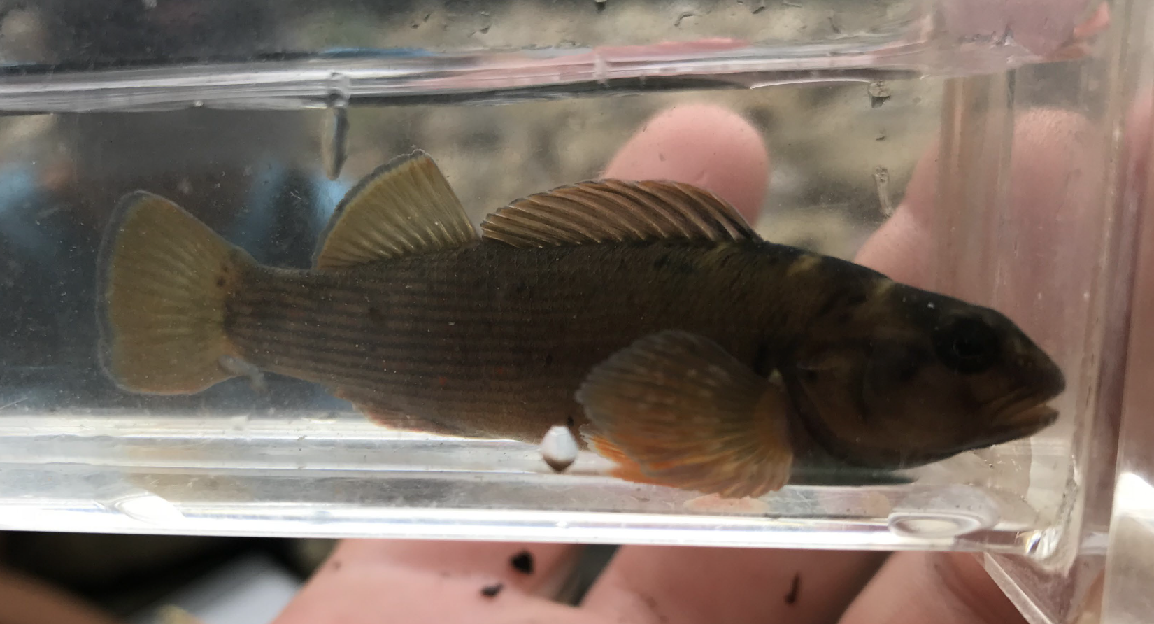 fish in a container being held by a hand