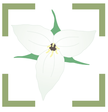illustrated trillium in a green frame