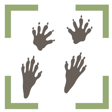 animal tracks in the snow in a green frame