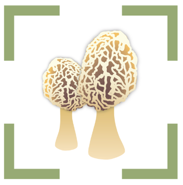 fungi in a green frame - illustrated