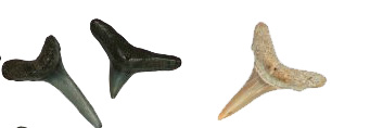 Shark Teeth