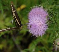 butterfly and bee close up