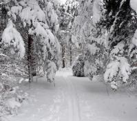 snow covered trail for cc skiing