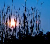 blue night sky peeking through the reeds