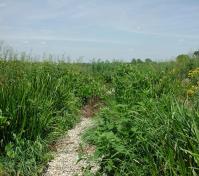 view of a path and greenary