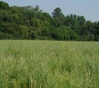 meadow view