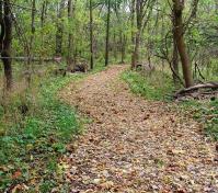 leaf covered trail