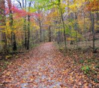 path in the fall