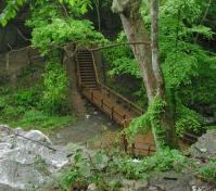 boardwalk in ravine