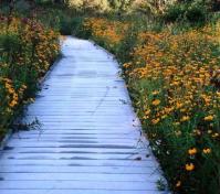 prairie boardwalk