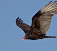 Turkey Vulture in Flight