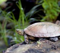 Turtle on a log