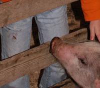 Girl petting a baby pig