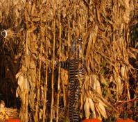 scarecrow