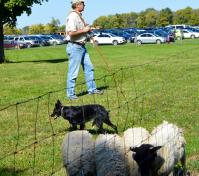 Sheep Dog Herding