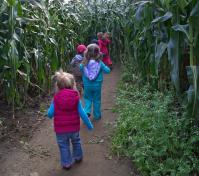 Corn Maze