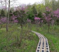 Redbud Valley