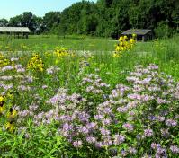 sugar maple and buckeye shelters