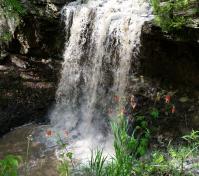 Maureen Tayse falls photo