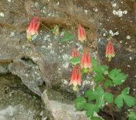 CF Columbine