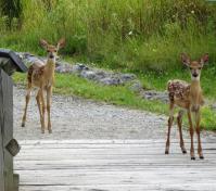 fawns on trail