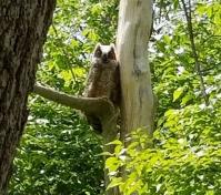 Owl