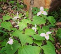 Trillium