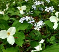 Wildflowers