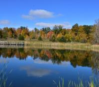 pond by Colleen Pearson