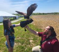 hawk on Childs arm with 