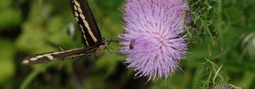 butterfly and bee close up