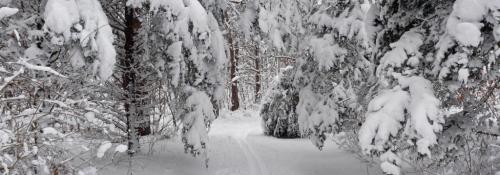 snow covered trail for cc skiing