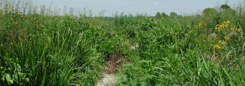 view of a path and greenary