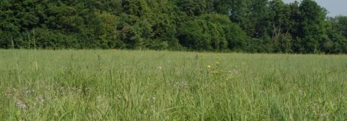meadow view