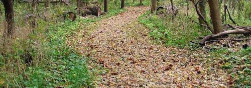 leaf covered trail
