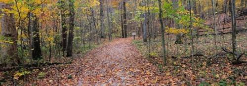 path in the fall